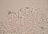 Psilocybe pseudoaztecorum image