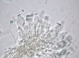 Psilocybe pseudoaztecorum image