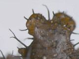 Parmotrema reticulatum image