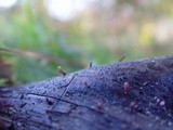 Coryne dubia image