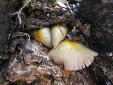 Bolbitius vitellinus image