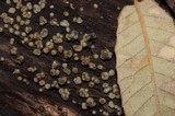 Helicogloea compressa image