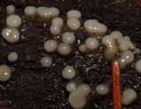 Helicogloea compressa image