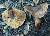 Phaeocollybia spadicea image
