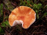 Cystodermella cinnabarina image