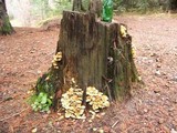 Hypholoma fasciculare var. fasciculare image