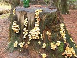 Hypholoma fasciculare var. fasciculare image