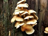 Hypholoma fasciculare var. fasciculare image