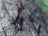 Coryne dubia image