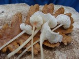 Hemimycena lactea image