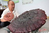 Ganoderma sichuanense image