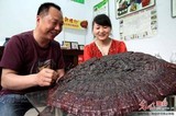 Ganoderma sichuanense image