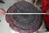 Ganoderma sichuanense image