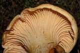 Cantharellus formosus image