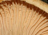 Cantharellus formosus image
