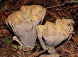 Gomphus clavatus image