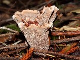 Hydnellum aurantiacum image