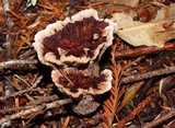 Hydnellum aurantiacum image