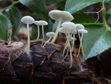 Strobilurus trullisatus image