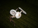 Clitocybe albofragrans image