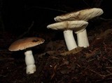 Russula brunneola image