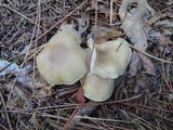 Tricholoma saponaceum image