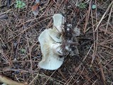 Tricholoma saponaceum image