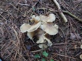 Tricholoma saponaceum image