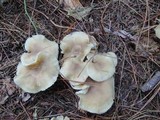 Tricholoma saponaceum image