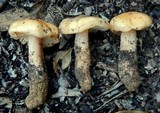 Phaeocollybia ochraceocana image