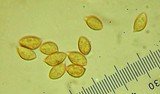 Phaeocollybia ochraceocana image
