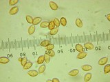 Phaeocollybia ochraceocana image