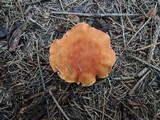 Cystodermella cinnabarina image