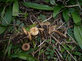 Clitocybe barbularum image