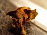 Coltricia perennis image
