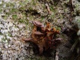 Coltricia perennis image