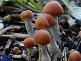Psilocybe azurescens image