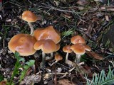 Psilocybe azurescens image