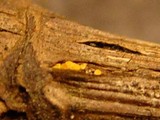 Bisporella sulfurina image