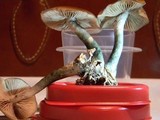 Psilocybe azurescens image