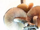 Psilocybe azurescens image