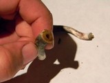 Psilocybe azurescens image