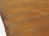 Psilocybe azurescens image