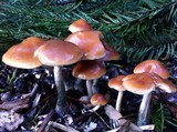 Psilocybe azurescens image