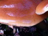Psilocybe azurescens image
