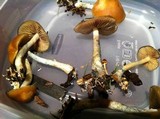 Psilocybe azurescens image