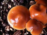 Psilocybe azurescens image