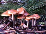 Psilocybe azurescens image