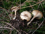Clitocybe radicellata image
