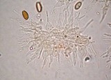 Psilocybe pelliculosa image